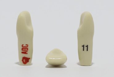 ADC Tooth 11 for ADC Model(دندان 11 برای مدل ADC)