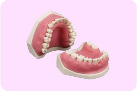 ADC Model 32 Teeth Soft Gingivae and Bushing/Thread attachment - تصویر 3