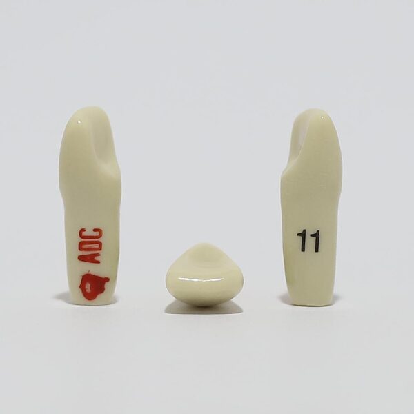 ADC Tooth 11 for ADC Model(دندان 11 برای مدل ADC)