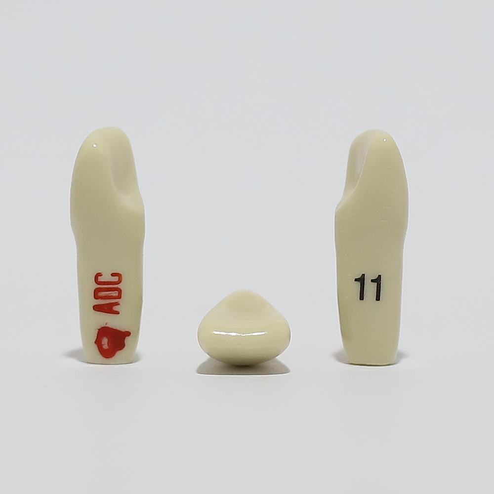 ADC Tooth 11 for ADC Model(دندان 11 برای مدل ADC)