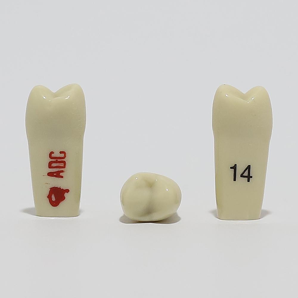 ADC Tooth 14 for ADC Model(مدل دندان 14 برای مدل ADC)