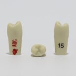 ADC Tooth 15 for ADC Model(مدل دندان 15 برای مدل ADC)