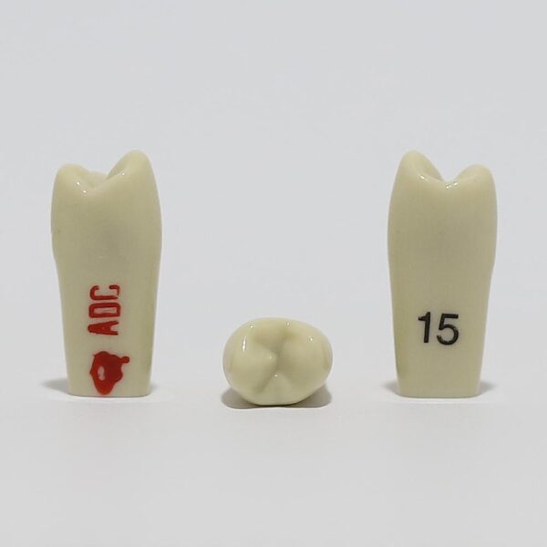 ADC Tooth 15 for ADC Model(مدل دندان 15 برای مدل ADC)