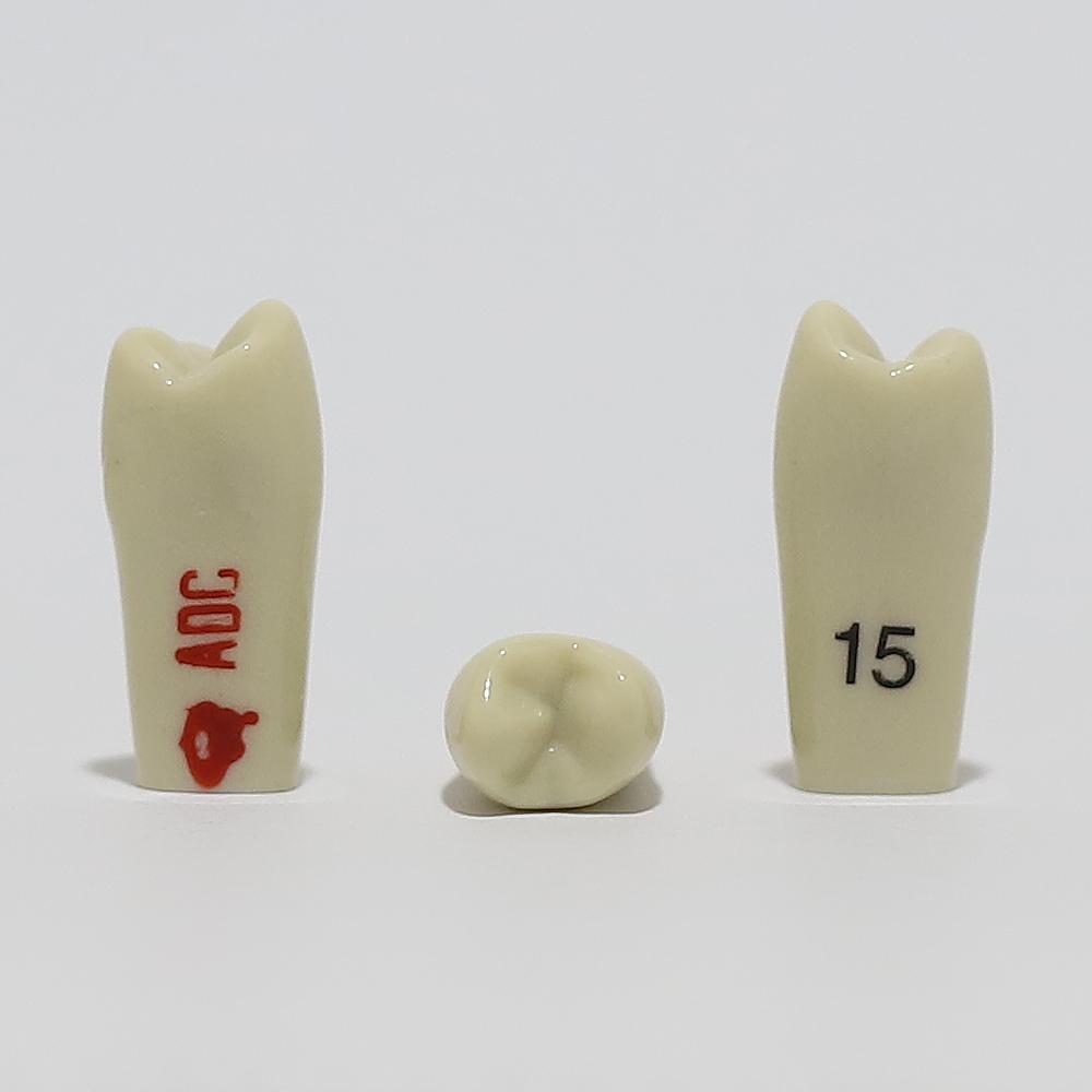 ADC Tooth 15 for ADC Model(مدل دندان 15 برای مدل ADC)