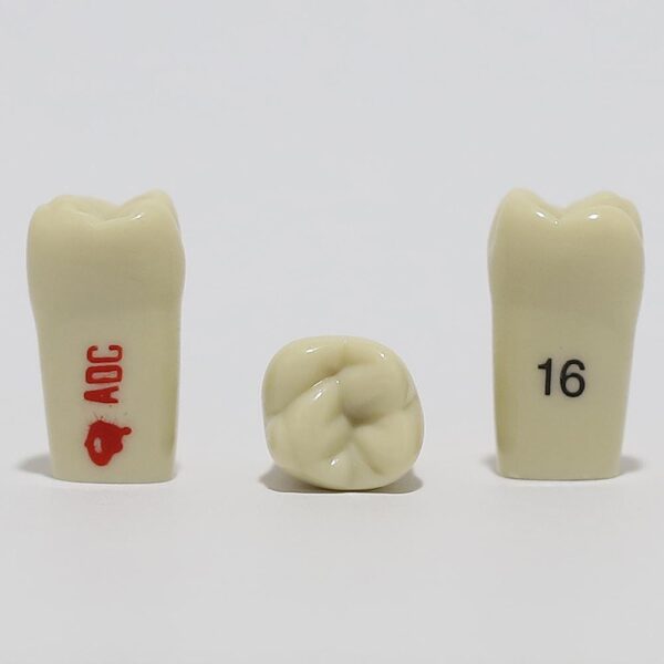 ADC Tooth 16 for ADC Model(مدل دندان 16 برای مدل ADC)