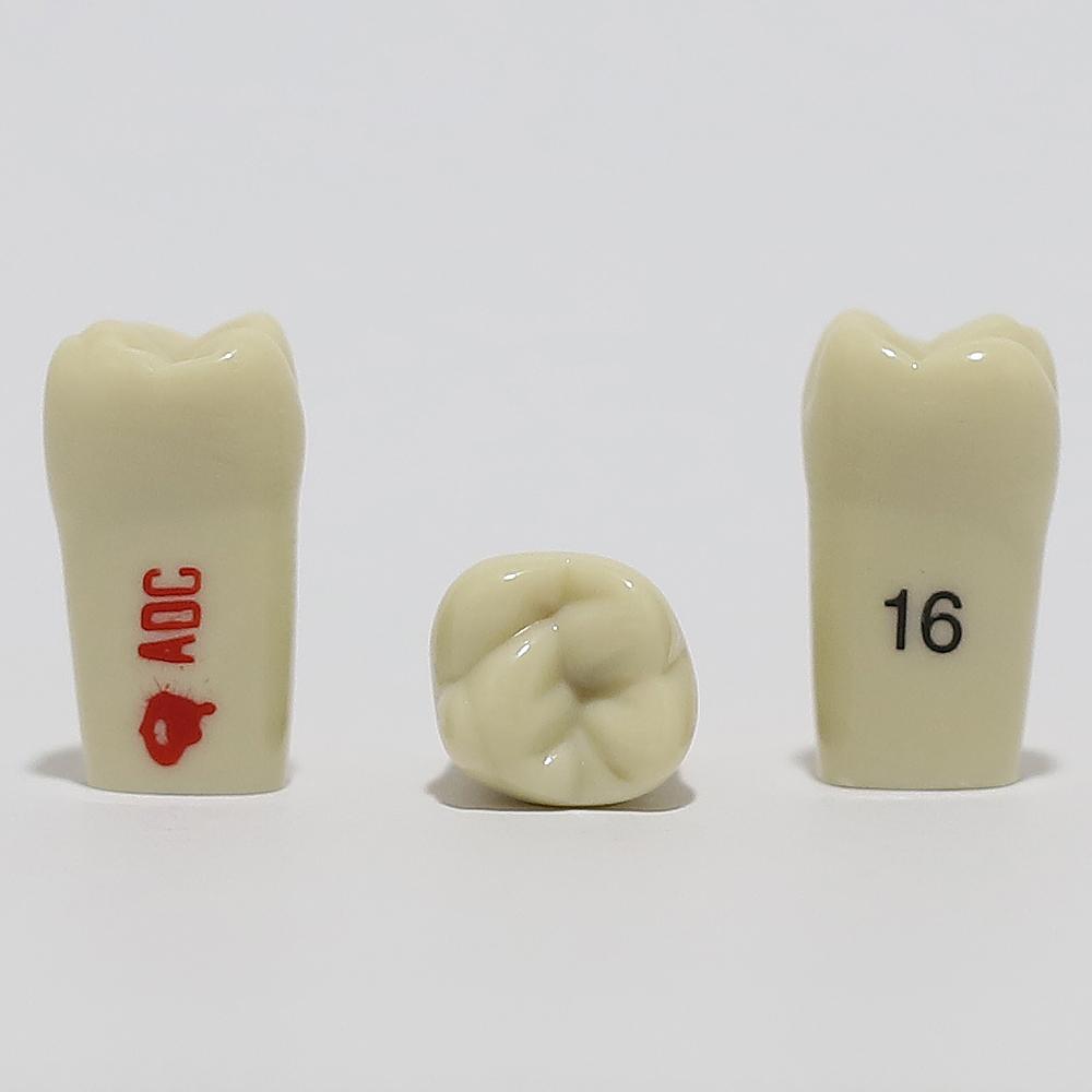 ADC Tooth 16 for ADC Model(مدل دندان 16 برای مدل ADC)