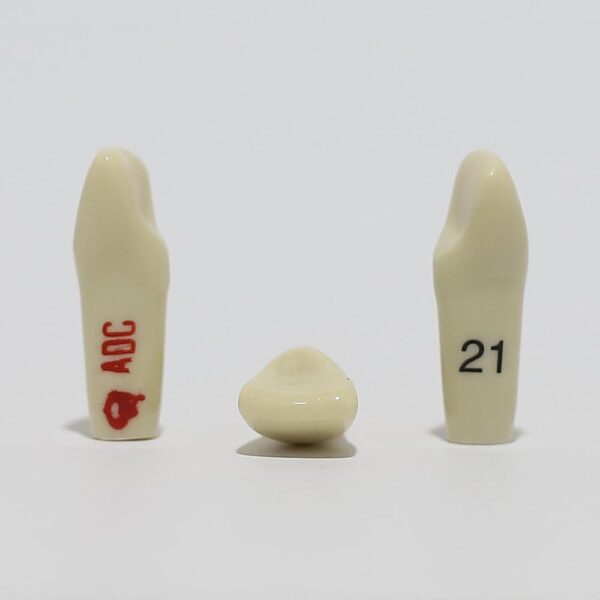 ADC Tooth 21 for ADC Model(مدل دندان 21 برای مدل ADC)