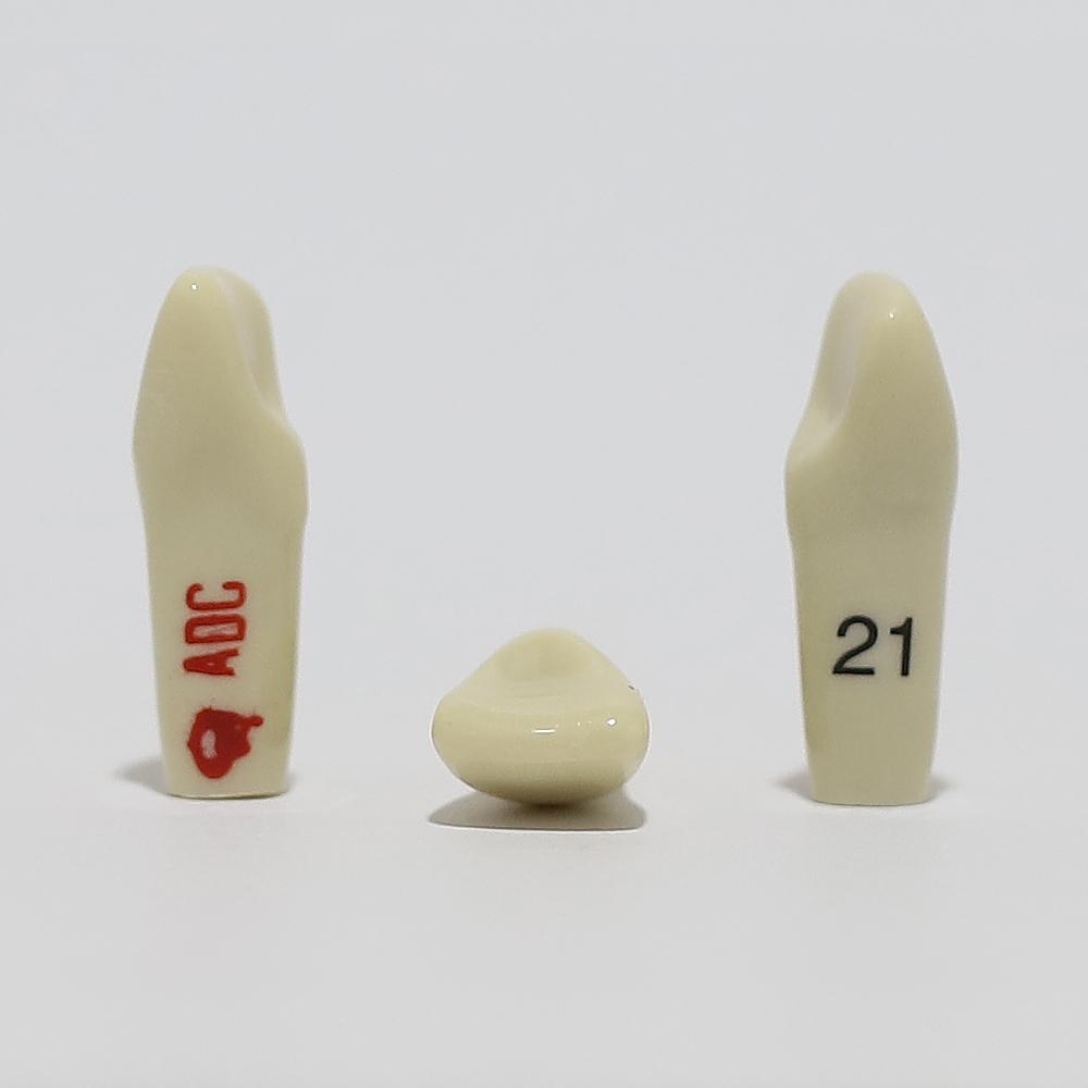 ADC Tooth 21 for ADC Model(مدل دندان 21 برای مدل ADC)