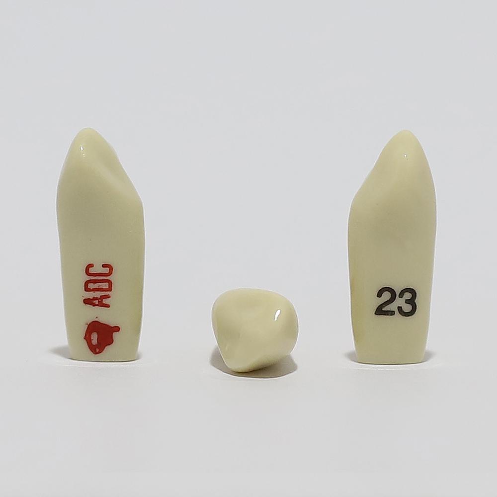 ADC Tooth 23 for ADC Model(مدل دندان 23 برای مدل ADC)