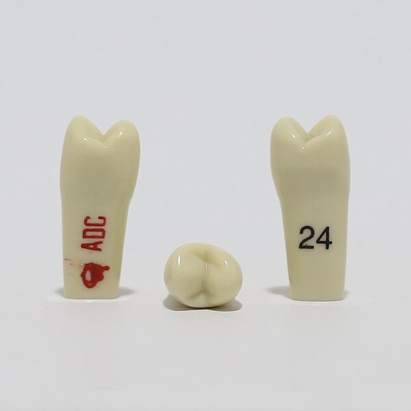 ADC Tooth 24 for ADC Model(مدل دندان 24 برای مدل ADC)
