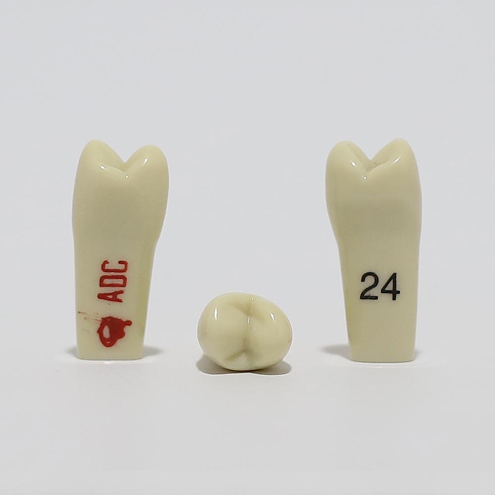 ADC Tooth 24 for ADC Model(مدل دندان 24 برای مدل ADC)