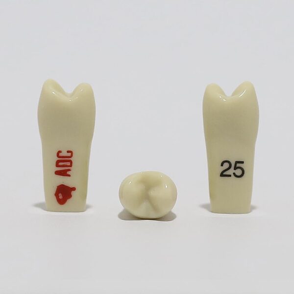 ADC Tooth 25 for ADC Model(مدل دندان 25 برای مدل ADC)