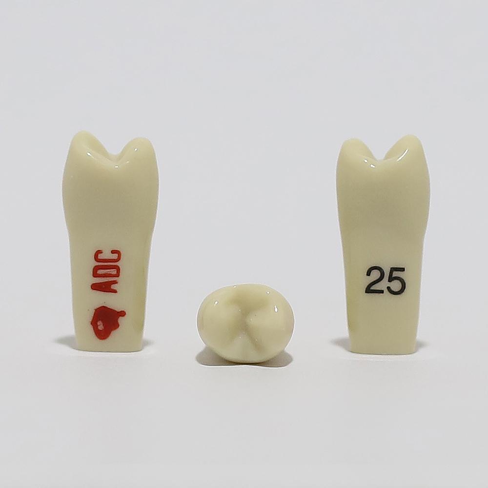 ADC Tooth 25 for ADC Model(مدل دندان 25 برای مدل ADC)
