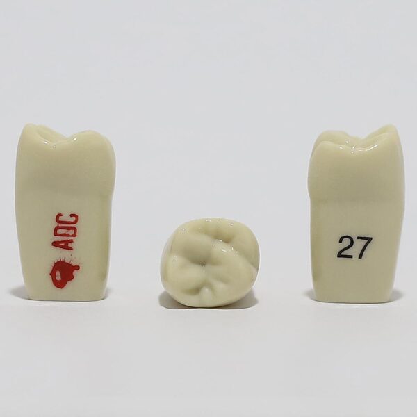 ADC Tooth 27 for ADC Model(مدل دندان 27 برای مدل ADC)