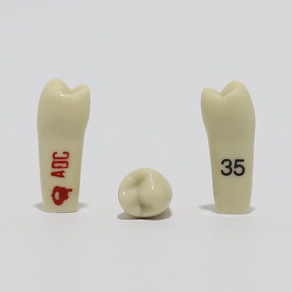 ADC Tooth 35 for ADC Model(مدل دندان 35 برای مدل ADC)