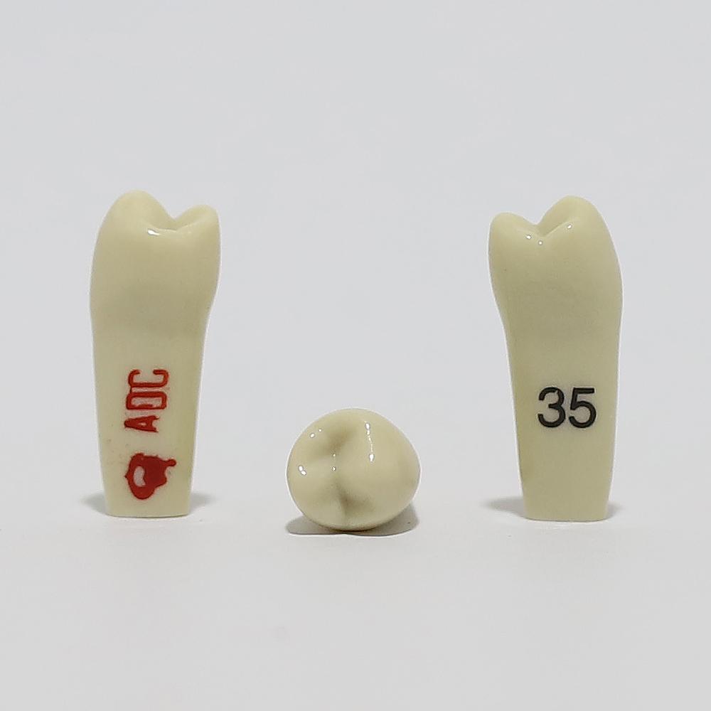ADC Tooth 35 for ADC Model(مدل دندان 35 برای مدل ADC)