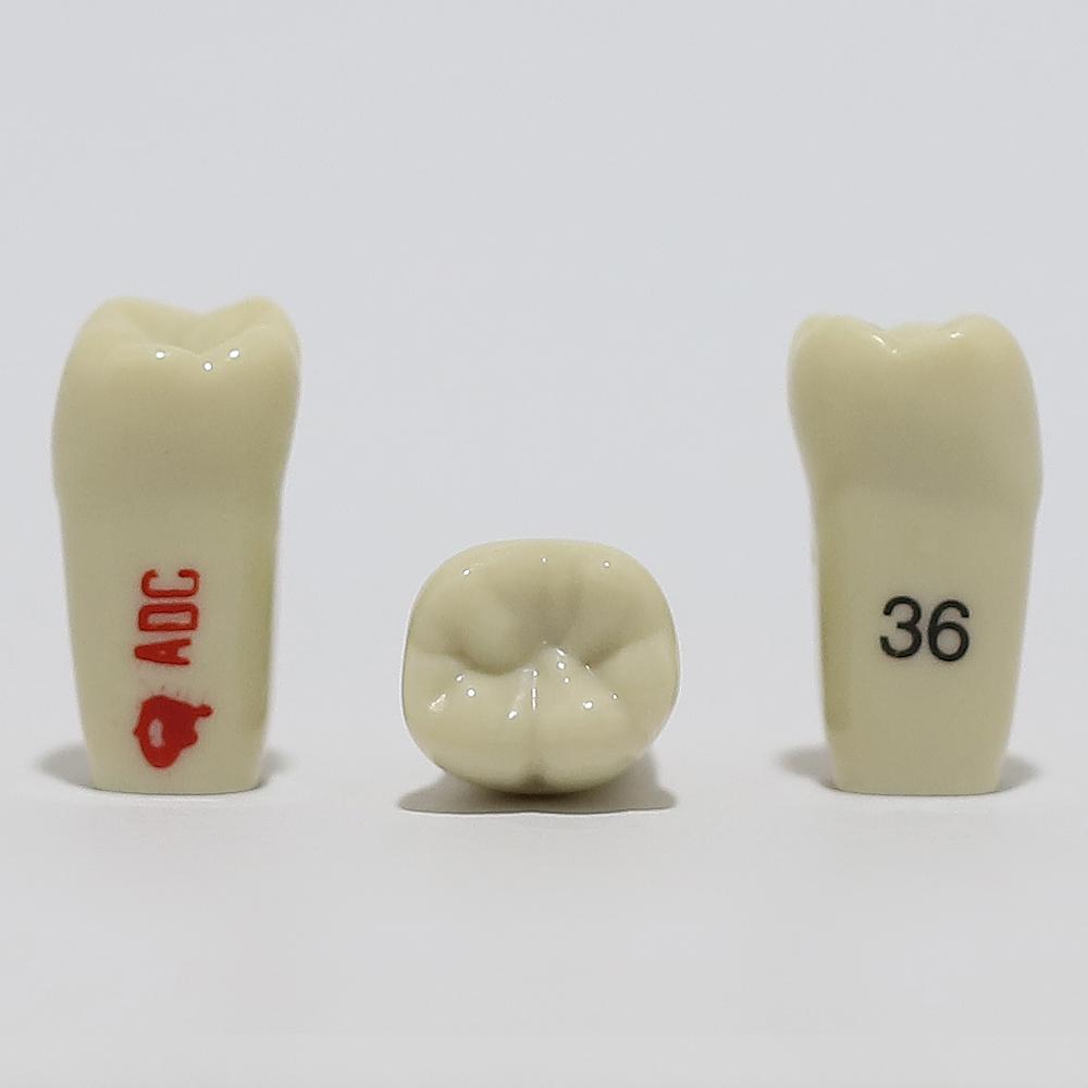 ADC Tooth 36 for ADC Model(مدل دندان 36 برای مدل ADC)