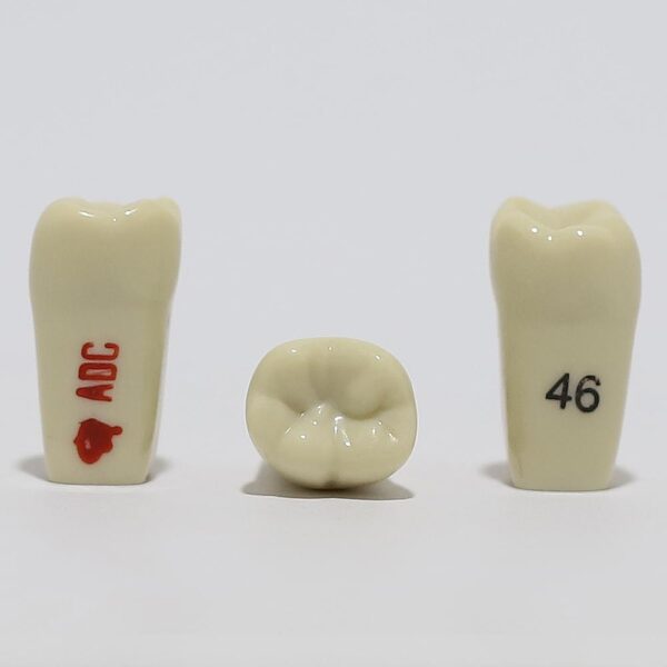 ADC Tooth 46 for ADC Model(مدل دندان 46 برای مدل ADC)