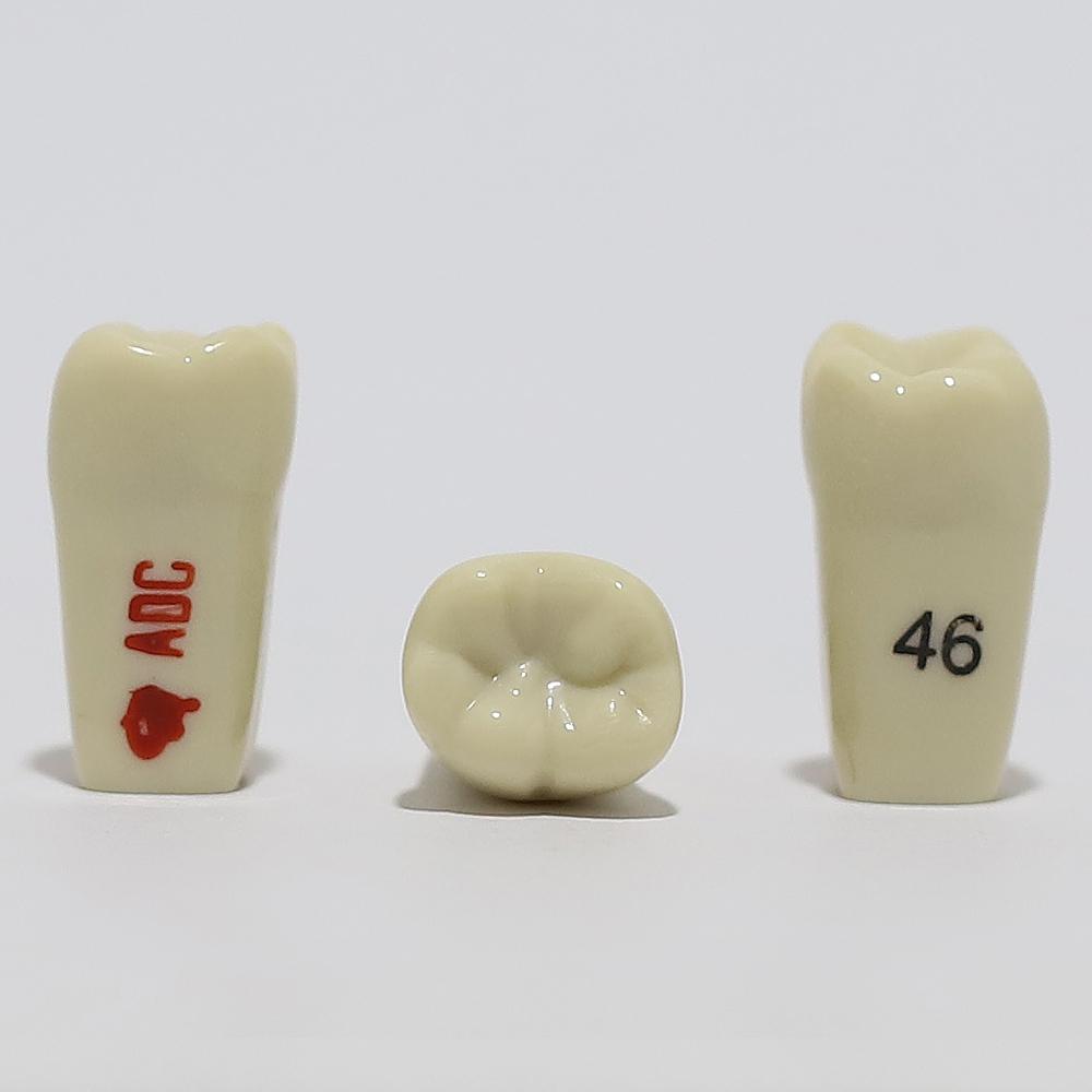 ADC Tooth 46 for ADC Model(مدل دندان 46 برای مدل ADC)
