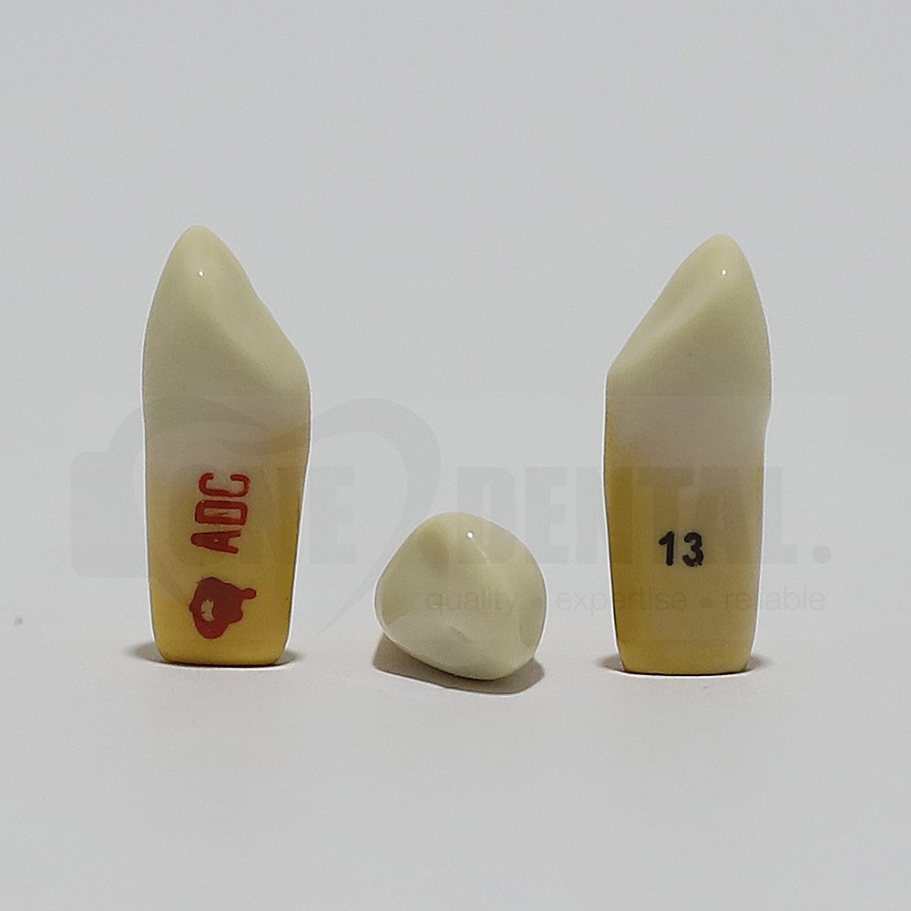 ADC Dentine Enamel 13 for ADC Model(مدل ADC Dentine Enamel 13 برای مدل ADC)